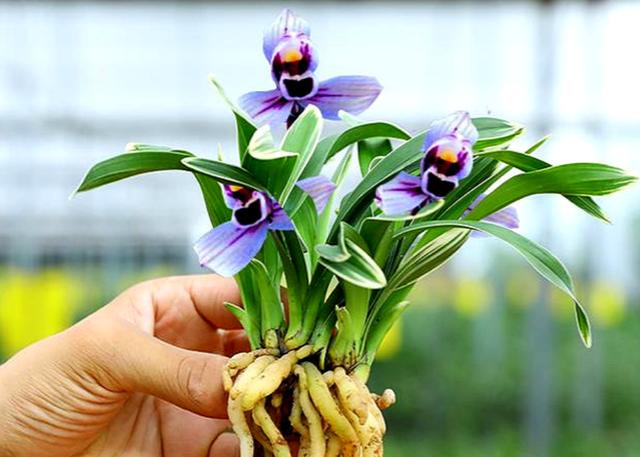 什么兰既有观赏性又香,哪种兰开花又香又好看