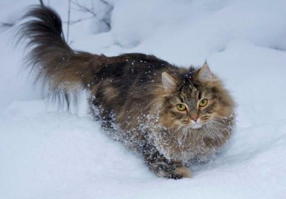 霸气侧漏的猫！可以在树上生活一辈子，想养的是真飘了
