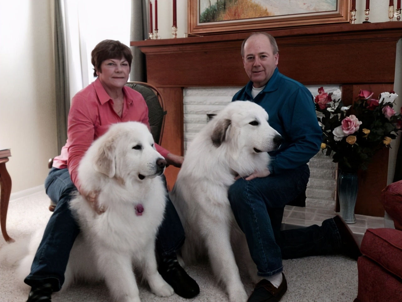 盘点世界上最大的十种狗狗,世界上最大的狗狗品种是什么