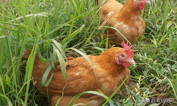 草鸡怎么养最好,草鸡养法