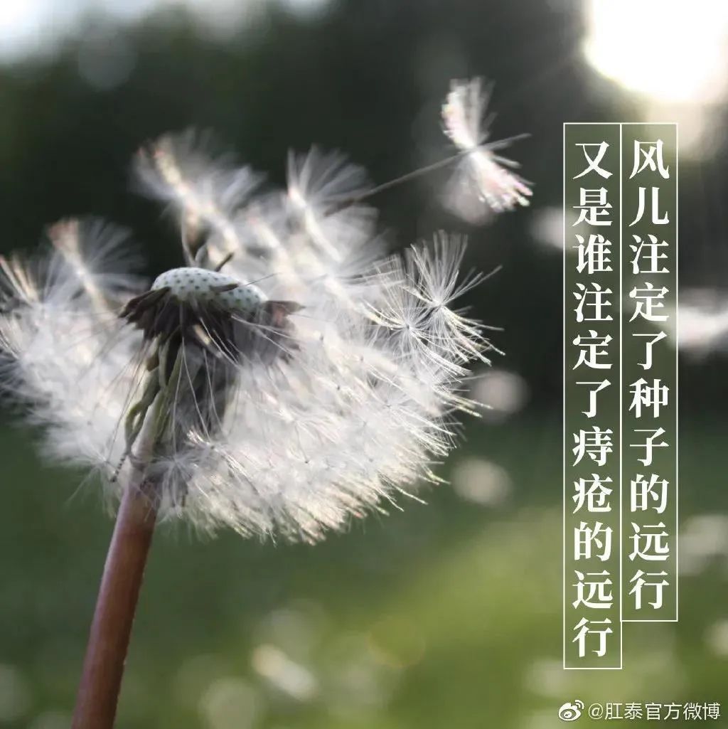 肛泰湿巾广告语,肛泰文案