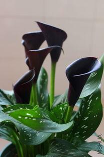 黑色的花,发光的暗夜精灵