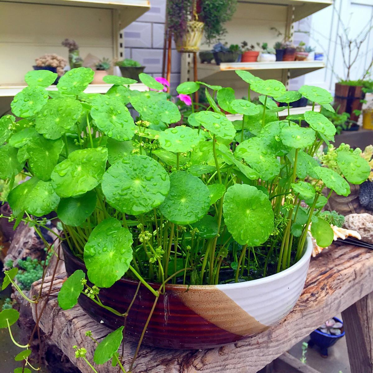 铜钱草是不是养得越好财运越旺,叶片圆圆的绿植