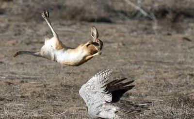 你不了解的野性,成年人无法徒手抓起一只野兔,兔子蹬鹰有绝招