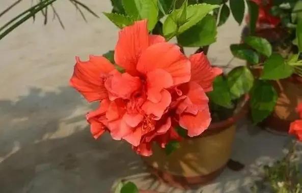 盆栽植物该如何预防积水烂根？用上防堵塞，花根越长越旺盛