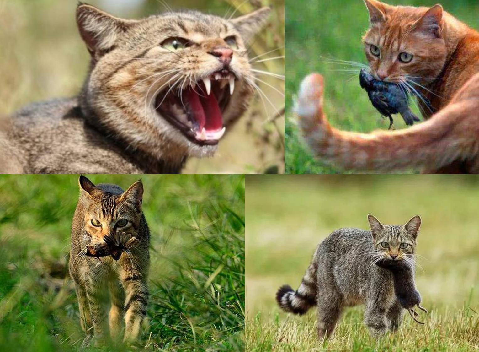 猫咪为什么不能吃骨头,猫为什么要让猫咪吃骨头