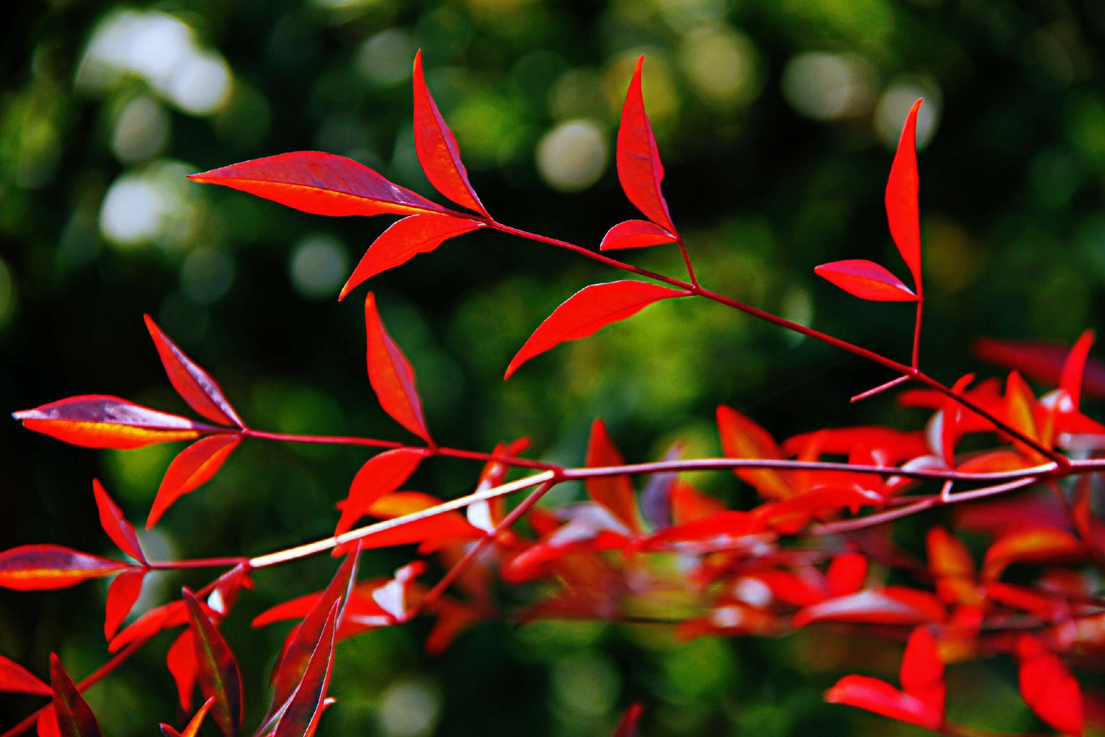 六年级优秀作文50个字,六年级优秀作文50篇背诵范文