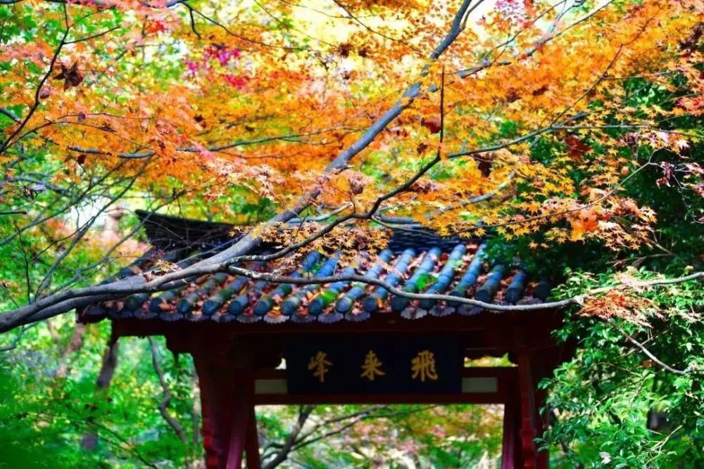 漫天香氛醉人~杭州的秋天从不让人失望!13个地方,秒出大片