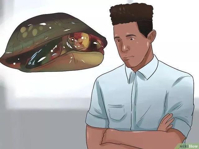 如何提高龟的互动性,养龟怎么和龟互动