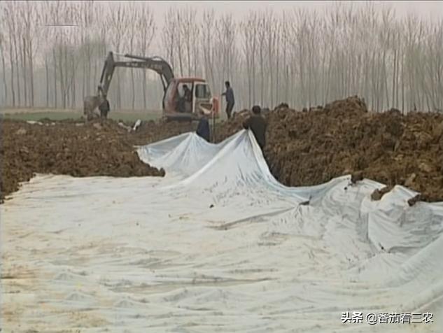 莲藕龙虾混养技术视频,藕蛭共养