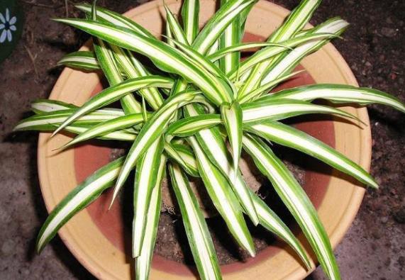 家养吊兰小妙招,怎么控制家养的吊兰疯长