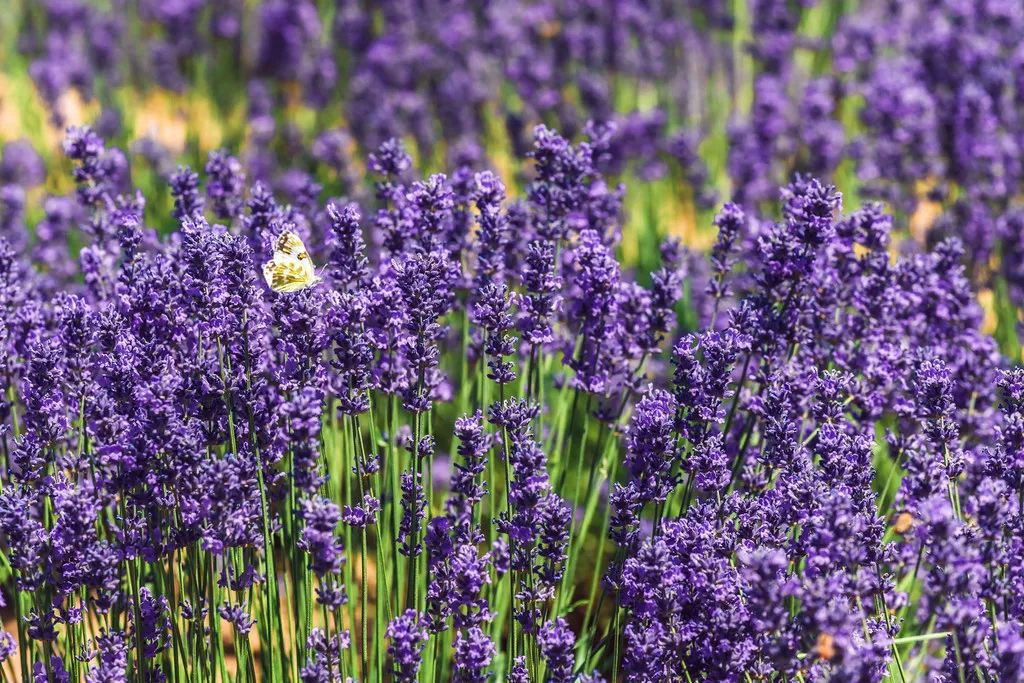 2019旅行必备清单,2022年flag清单