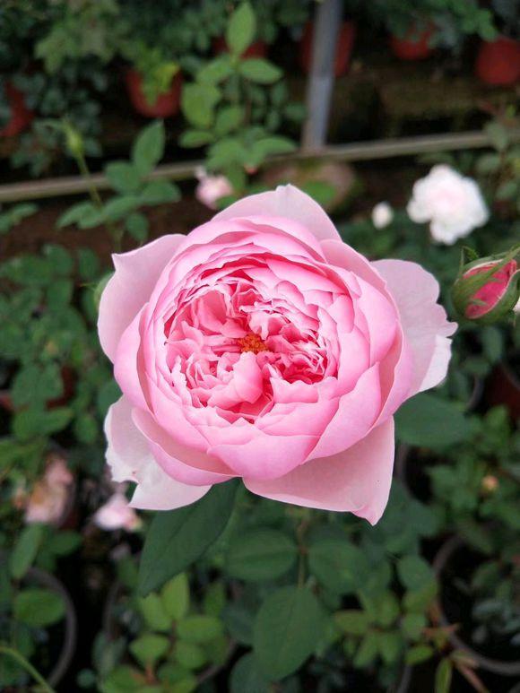 玫瑰花叶子卷曲发蔫怎么回事,玫瑰花叶子突然发蔫怎么回事