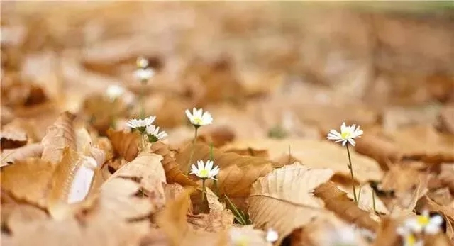 想创业低成本创业项目有哪些,现在最好的创业项目个人开店创业