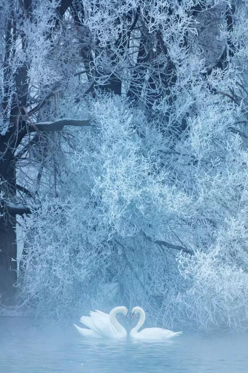 冬天的阿勒泰冰雪,冬天的雪冰雪奇缘