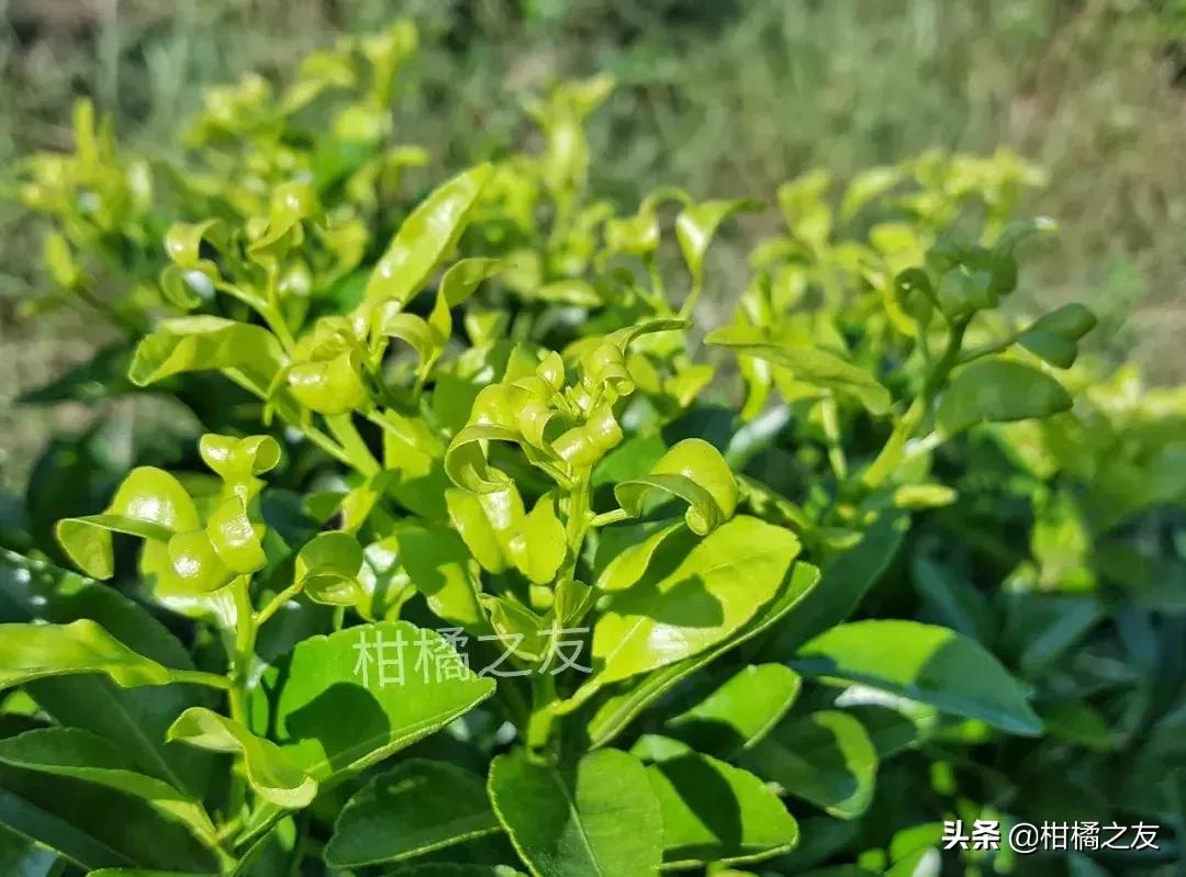 柑橘新梢嫩叶卷曲是什么原因,柑橘新梢卷叶怎么回事