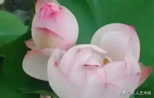 全国56市市花太美了的视频,中国56市市花图片