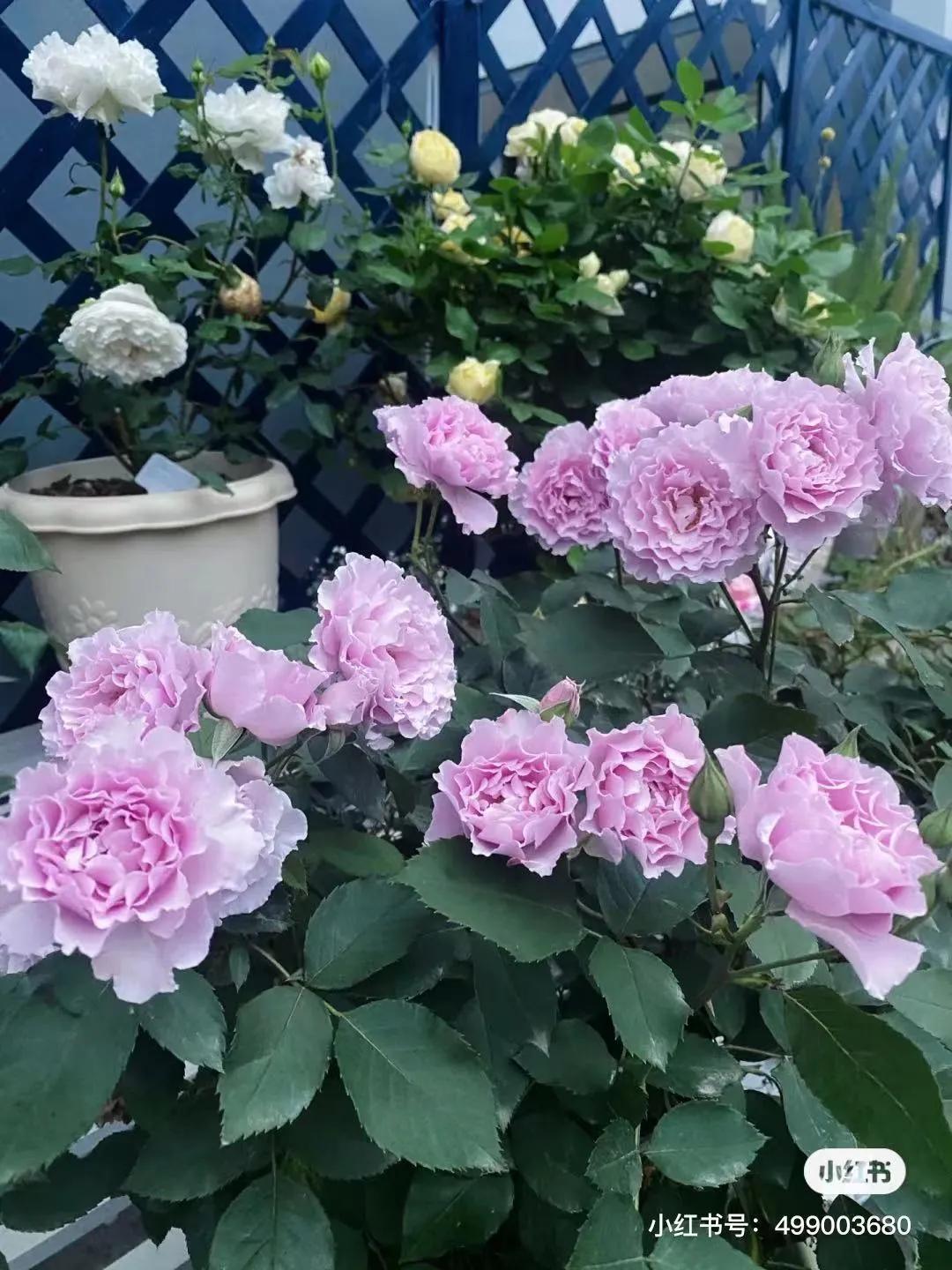 获得worldrose的12款月季品种,露台月季品种推荐