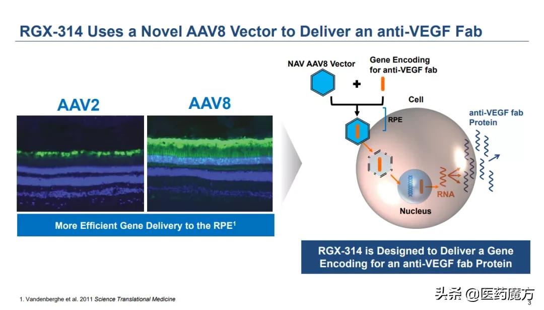 wAMD治疗有望只需注射一针！艾伯维17.5亿美元收购基因疗法