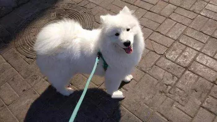 主人挑选牵引绳时出纰漏，萨摩耶出门后挣脱，注意三个正确方法！