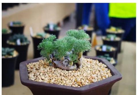 海淘多肉植物有哪些,在淘宝上卖多肉植物违法吗