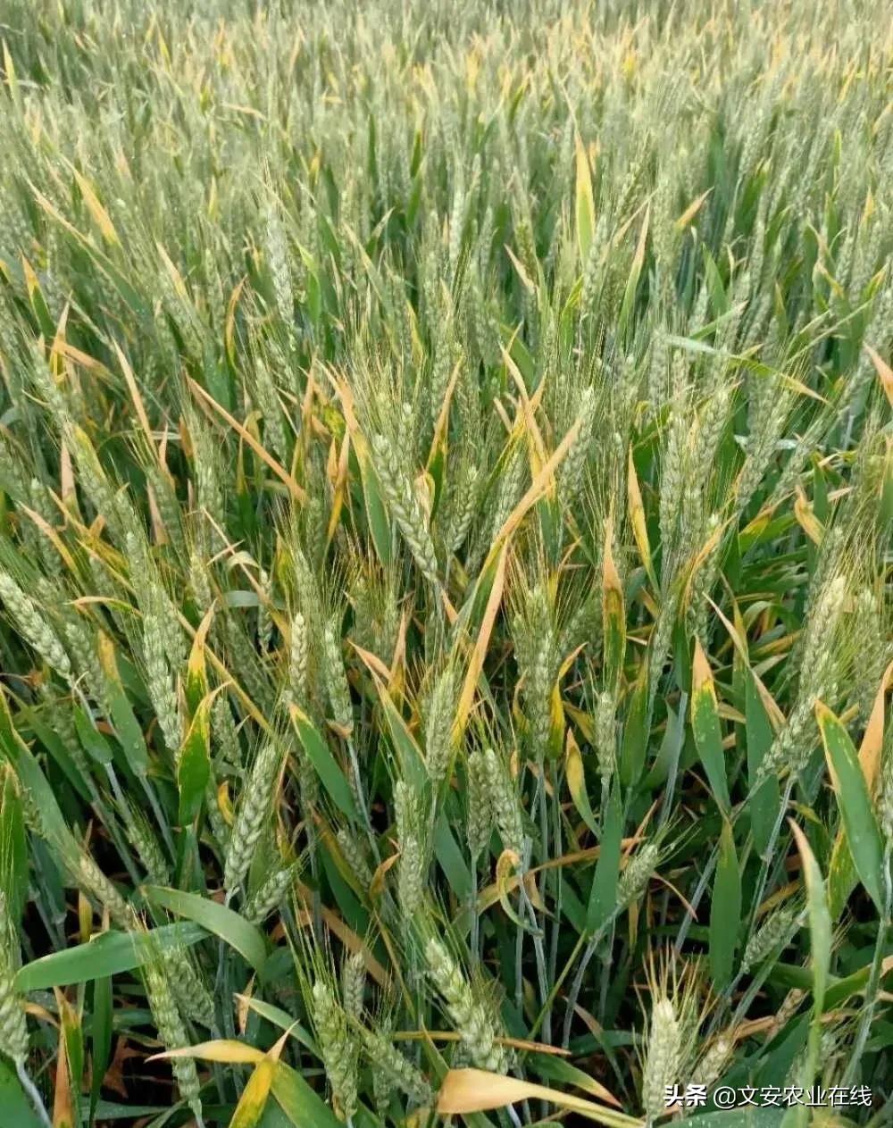 小麦穗子上的病害,小麦麦穗病害