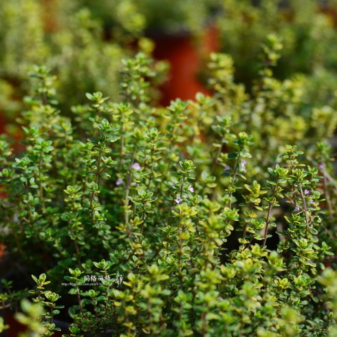 西餐常用的十三种香草介绍大全,西餐中常用的15种香料和香草
