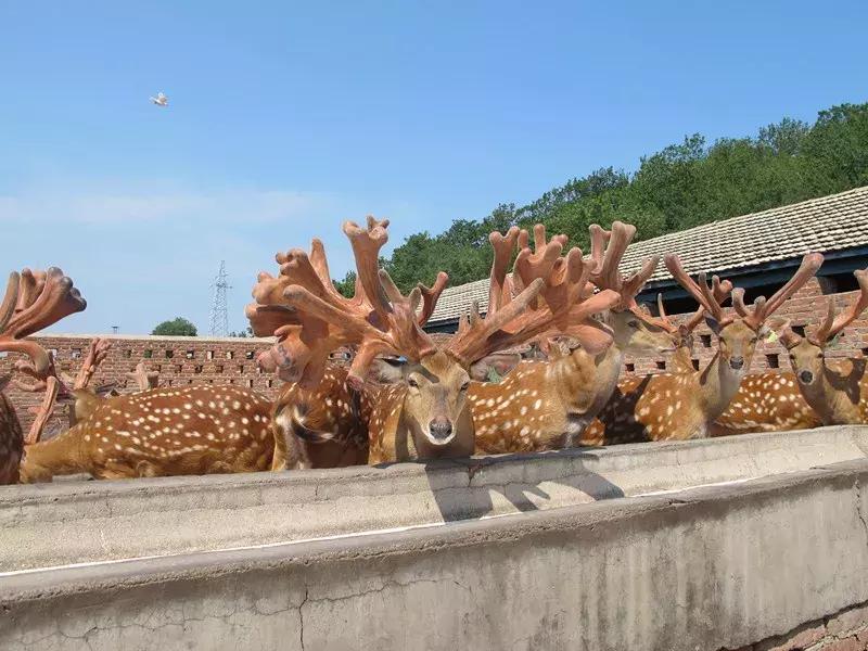 吉林吉春制药股份有限公司产品,吉林吉春制药副作用