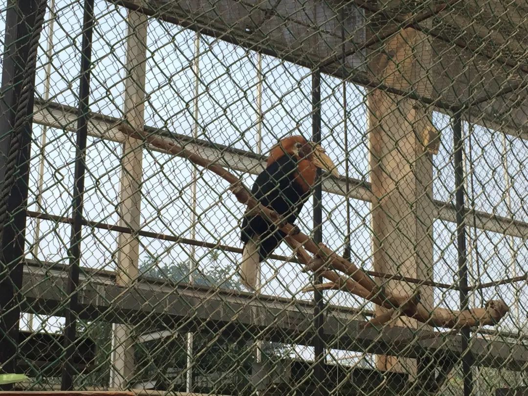 江阴嘉茂国际花鸟园,江阴嘉茂国际花鸟园什么时候再开