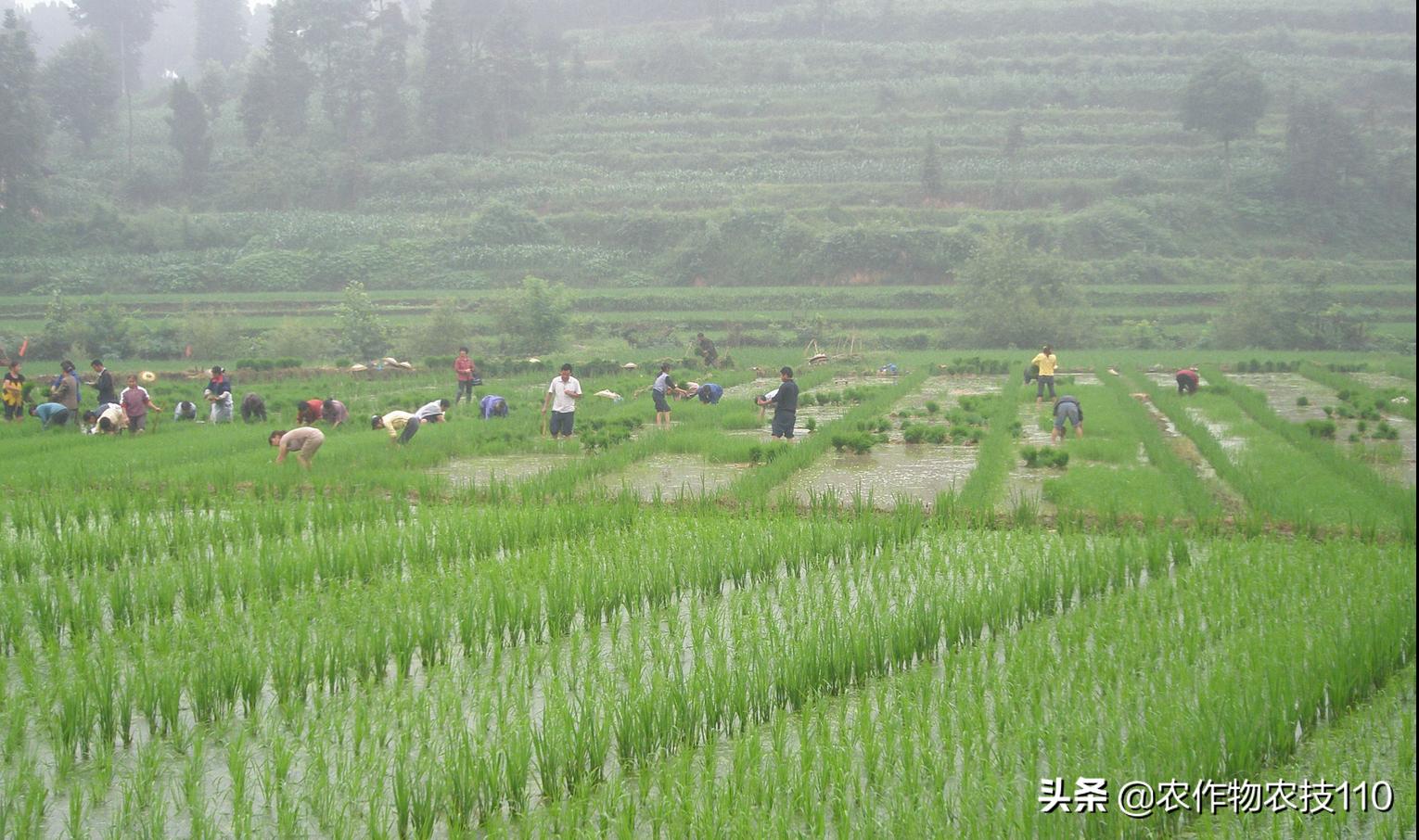 杂交稻直播的种植方法,杂交稻留种可以培育出常规种吗