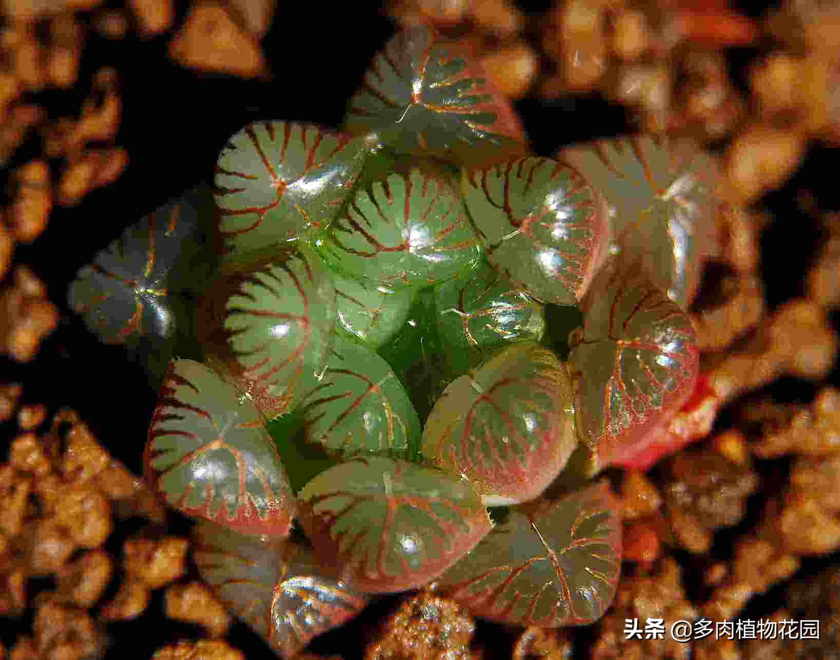 玉露如何叶片饱满,如何把玉露养得晶莹剔透饱满