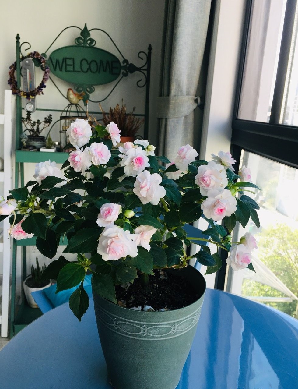 阳台上养几盆花最好,带花香好养的阳台花