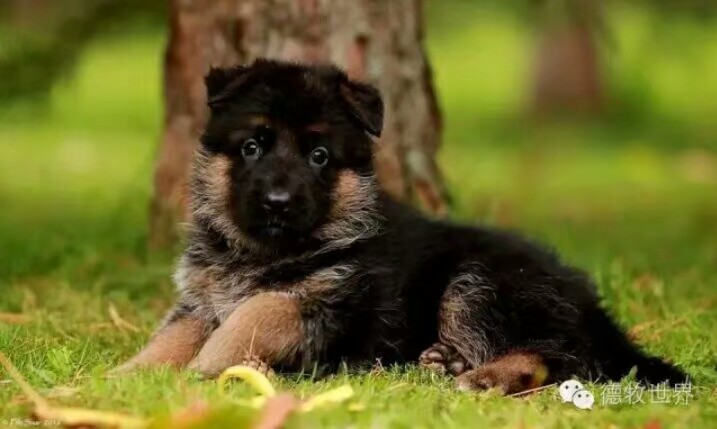 德国牧羊犬图片霸气大全集,德国牧羊犬图片精品