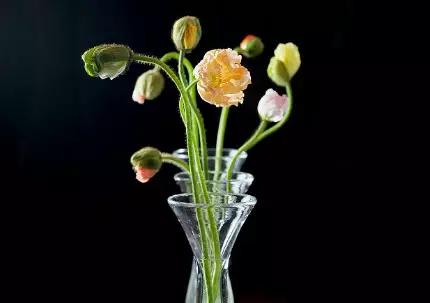 花语大全：各种鲜花的花语，不同颜色寓意也不一样啊