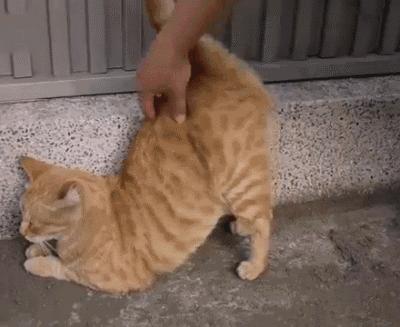 抚摸猫咪对你喵喵叫,抚摸猫咪的时候猫咪盯着你看