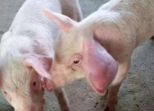 越是细节越容易忽视，猪耳廓增厚或肿胀该如何处理？