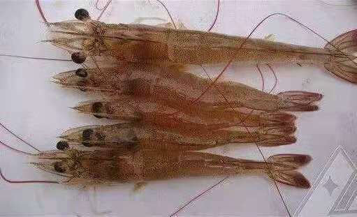 水产养殖不可忽视对虾红体病，一旦有死亡全池都得遭殃！