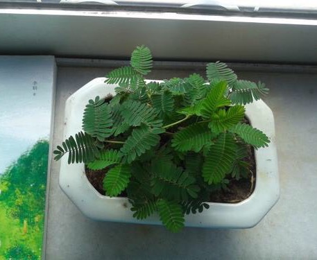 怎么养含羞草才容易开花,如何饲养含羞草有哪些注意事项