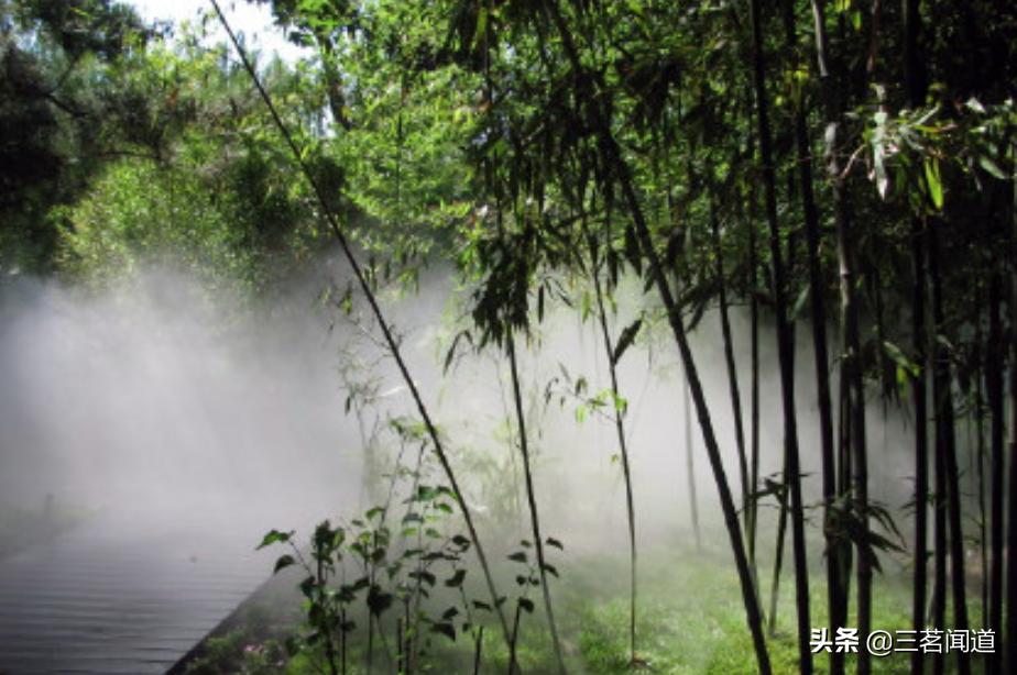 紫竹院龟仙与分手圣地有何渊源？弃壳救主的龟伯伯有苦难言