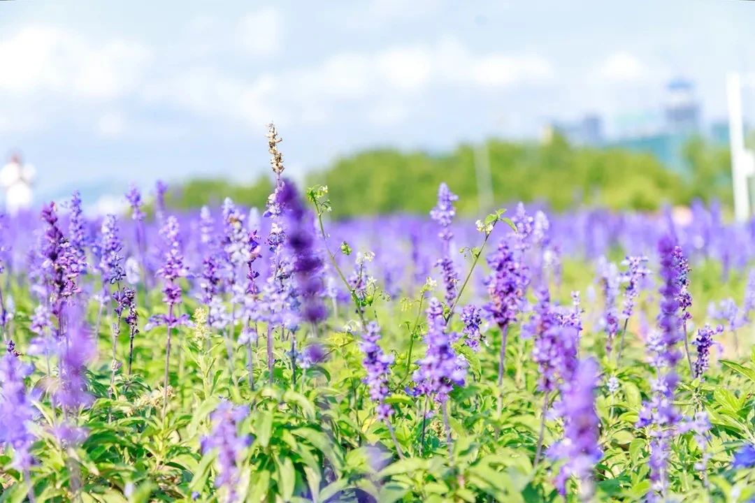 深圳看海去哪里比较好,深圳出地铁就看海的地方是哪里
