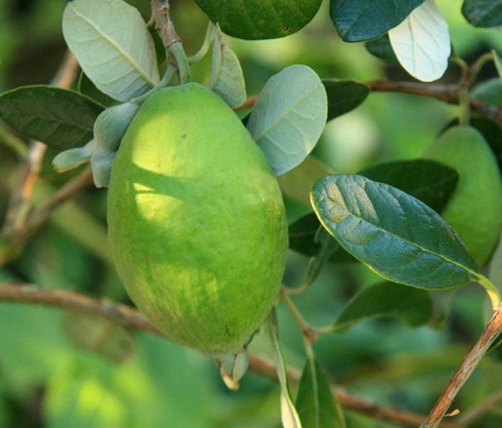 百种味道的果子,百种果实图片