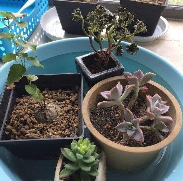 多肉虹之玉叶子变黄褶皱,多肉薄叶蓝鸟叶子褶皱