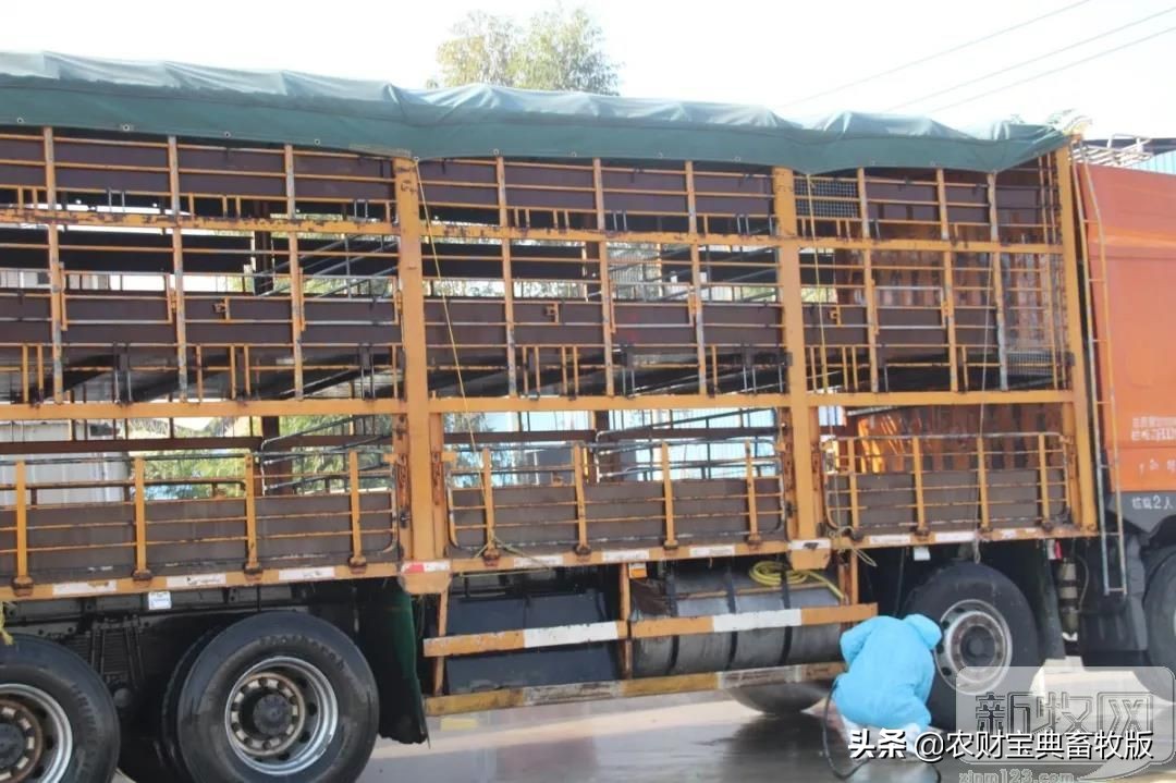 买猪肉看过来,猪场买猪全过程