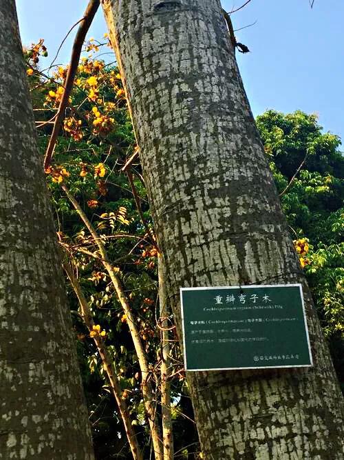 弯子木~花朵鲜黄色,簇生,酷似山茶科的金花茶,非常漂亮。