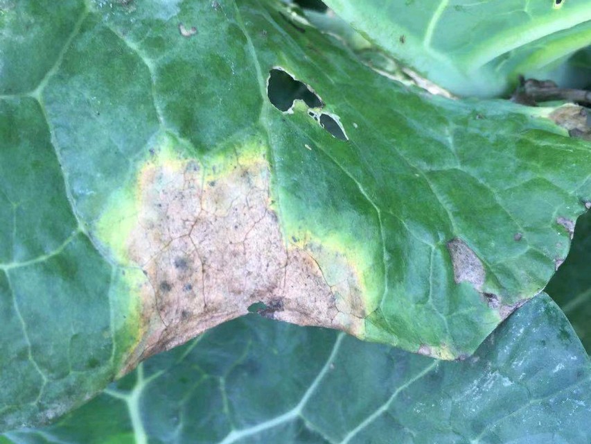 花菜黑腐病用什么药治最好,花菜黑腐病有几种说法