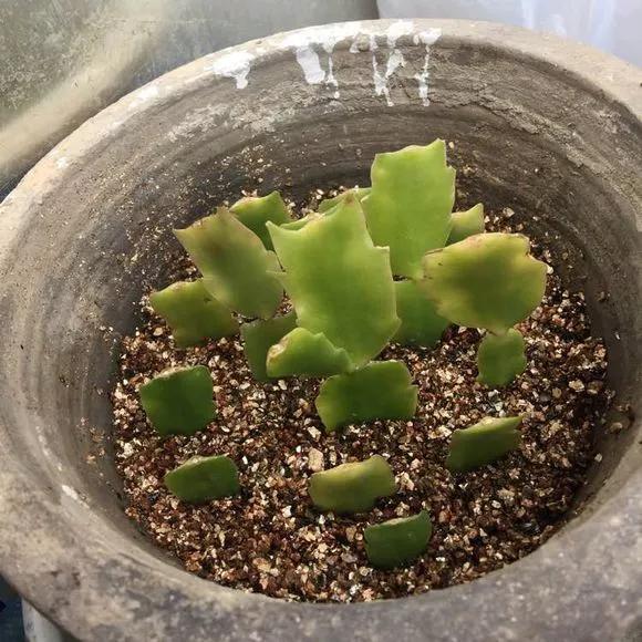 这3种花随便扦插好成活夏天疯长,常见花卉的扦插大法