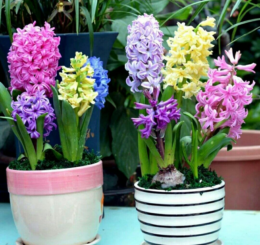 淘米水养花会板结吗,淘米水浇花味道难闻怎么办