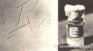 北大院长讲史：第一株病毒是如何被人类发现的？|赛先生