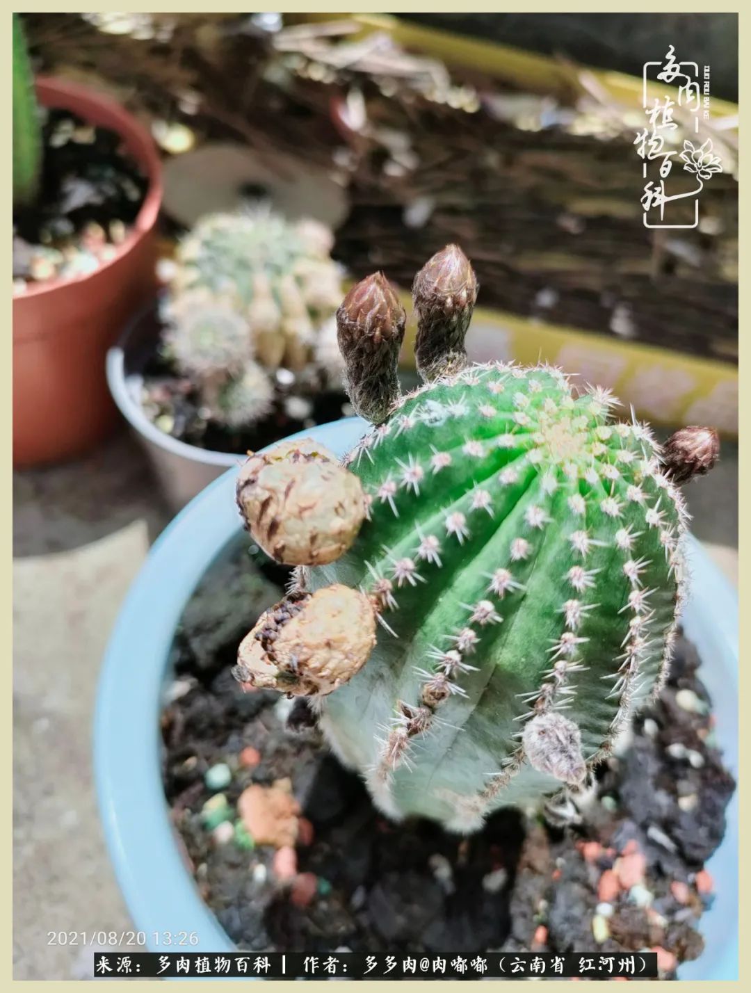 这个春天我们一起去赏花,这个季节我们一起去看花