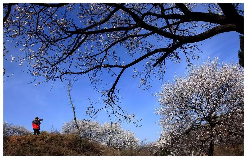 女神节相约美丽,女神节相约一起踏青赏花